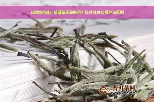 老班章茶叶：普洱茶还是白茶？探讨其独特品种与区别