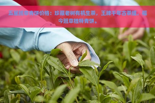 五星班章青饼价格：珍藏老树有机生茶，王牌千年古茶组，福今班章独特青饼。