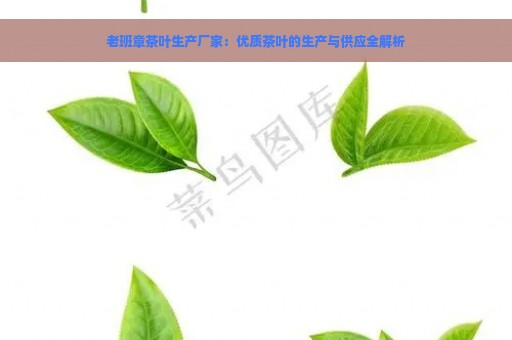 老班章茶叶生产厂家：优质茶叶的生产与供应全解析