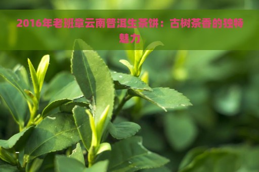 2016年老班章云南普洱生茶饼：古树茶香的独特魅力