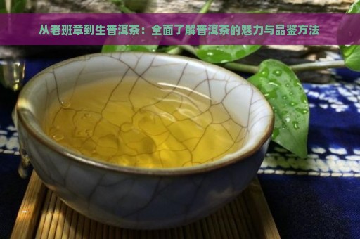 从老班章到生普洱茶：全面了解普洱茶的魅力与品鉴方法