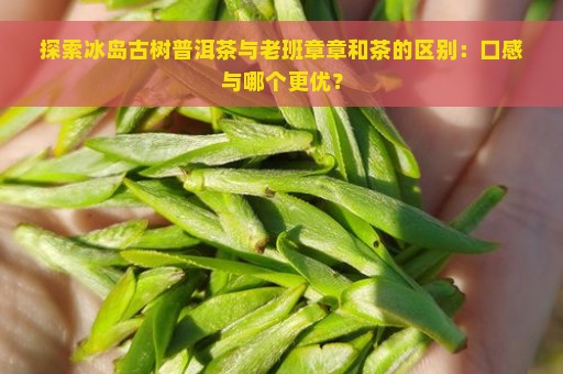 探索冰岛古树普洱茶与老班章章和茶的区别：口感与哪个更优？