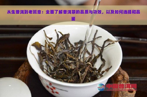 从生普洱到老班章：全面了解普洱茶的品质与功效，以及如何选择和品鉴