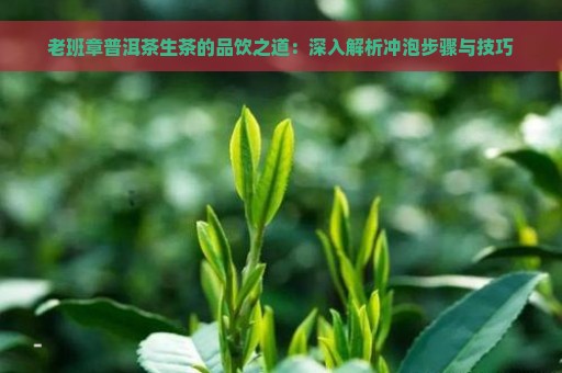 老班章普洱茶生茶的品饮之道：深入解析冲泡步骤与技巧