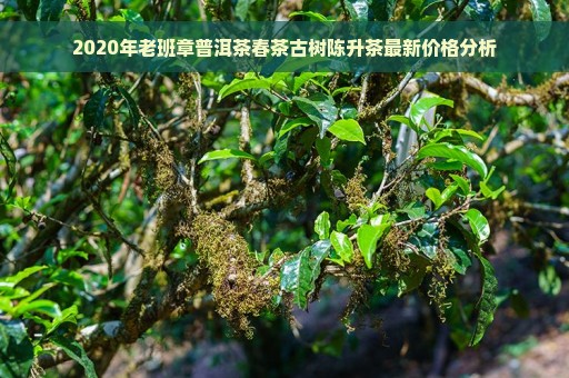 2020年老班章普洱茶春茶古树陈升茶最新价格分析