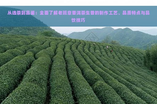 从选茶到品鉴：全面了解老班章普洱茶生普的制作工艺、品质特点与品饮技巧