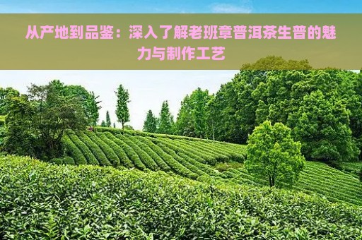 从产地到品鉴：深入了解老班章普洱茶生普的魅力与制作工艺