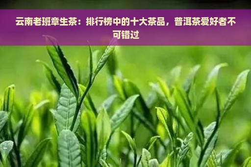 云南老班章生茶：排行榜中的十大茶品，普洱茶爱好者不可错过