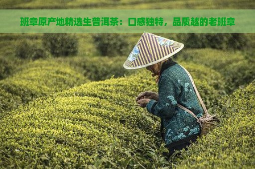 班章原产地精选生普洱茶：口感独特，品质越的老班章