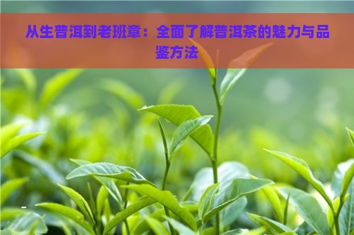 从生普洱到老班章：全面了解普洱茶的魅力与品鉴方法