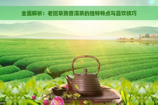 全面解析：老班章熟普洱茶的独特特点与品饮技巧