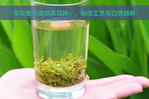 探究老班章熟茶品种：、制作工艺与口感解析