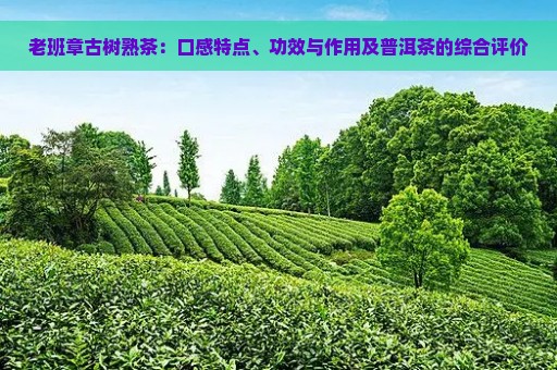 老班章古树熟茶：口感特点、功效与作用及普洱茶的综合评价