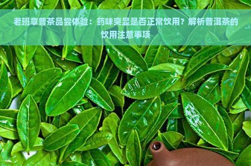 老班章普茶品尝体验：药味突显是否正常饮用？解析普洱茶的饮用注意事项