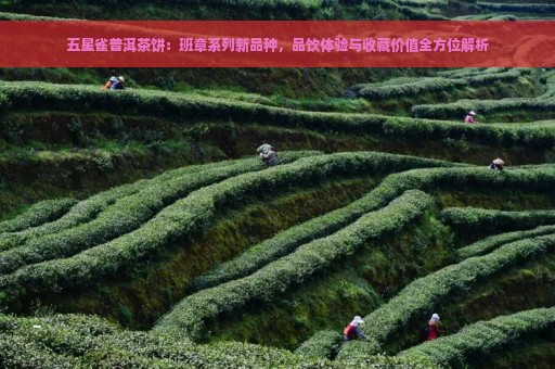 五星雀普洱茶饼：班章系列新品种，品饮体验与收藏价值全方位解析