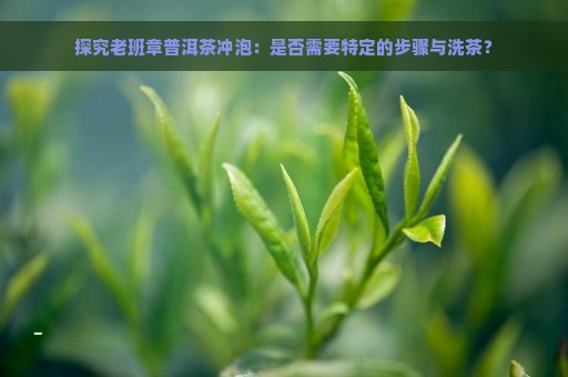 探究老班章普洱茶冲泡：是否需要特定的步骤与洗茶？