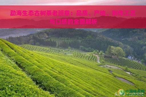 勐海生态古树茶老班章：品质、产地、制作工艺与口感的全面解析