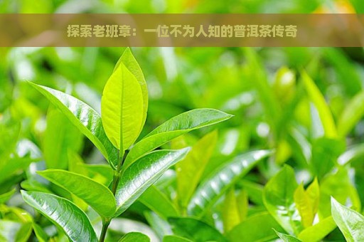 探索老班章：一位不为人知的普洱茶传奇