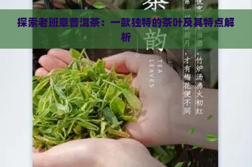 探索老班章普洱茶：一款独特的茶叶及其特点解析