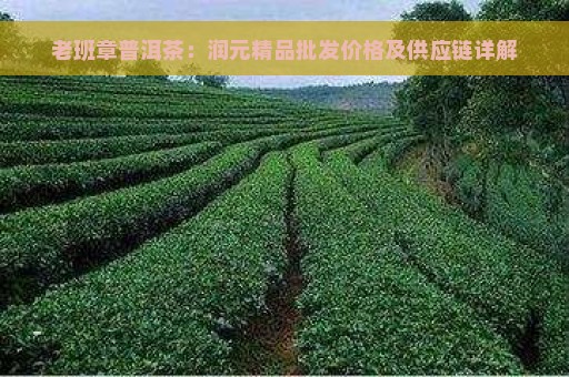 老班章普洱茶：润元精品批发价格及供应链详解