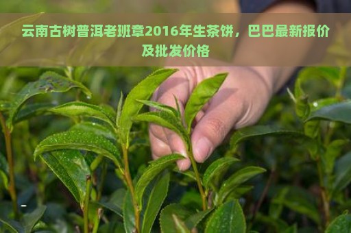 云南古树普洱老班章2016年生茶饼，巴巴最新报价及批发价格