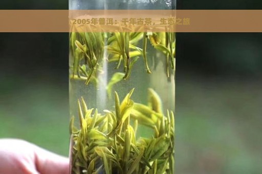 2005年普洱：千年古茶，生态之旅