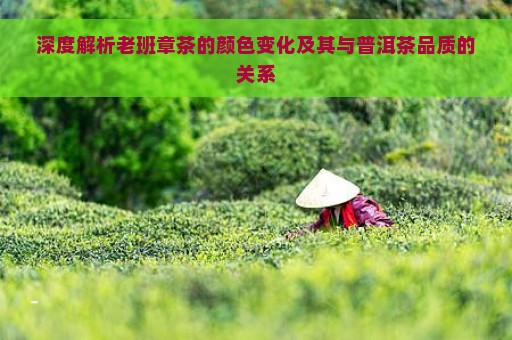 深度解析老班章茶的颜色变化及其与普洱茶品质的关系