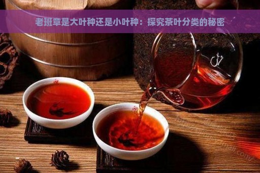 老班章是大叶种还是小叶种：探究茶叶分类的秘密