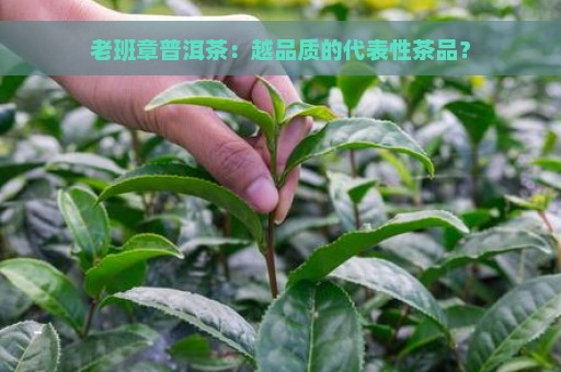 老班章普洱茶：越品质的代表性茶品？