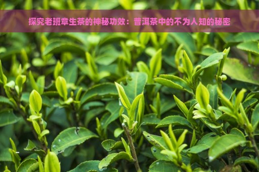 探究老班章生茶的神秘功效：普洱茶中的不为人知的秘密