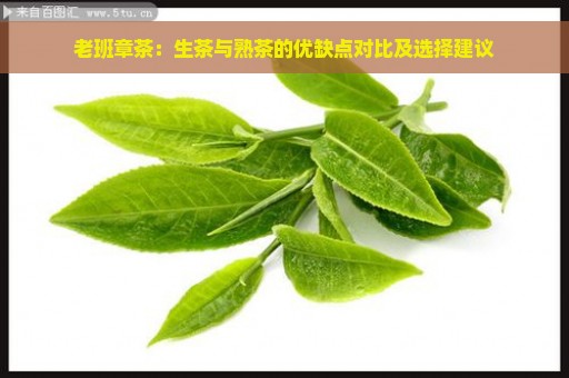 老班章茶：生茶与熟茶的优缺点对比及选择建议