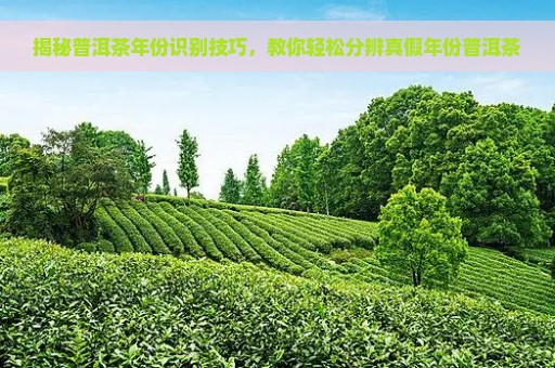 揭秘普洱茶年份识别技巧，教你轻松分辨真假年份普洱茶