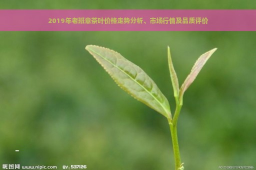 2019年老班章茶叶价格走势分析、市场行情及品质评价