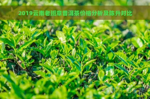 2019云南老班章普洱茶价格分析及陈升对比