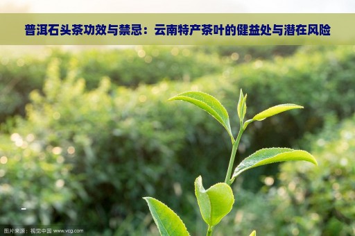 普洱石头茶功效与禁忌：云南特产茶叶的健益处与潜在风险