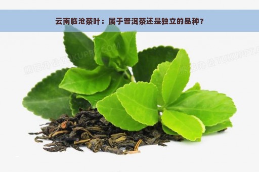 云南临沧茶叶：属于普洱茶还是独立的品种？