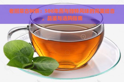 老班章古树茶：500年历与独特风味的完美结合，品鉴与选购指南