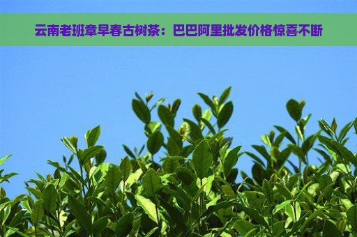 云南老班章早春古树茶：巴巴阿里批发价格惊喜不断