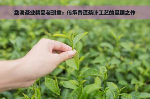 勐海茶业精品老班章：传承普洱茶叶工艺的至臻之作