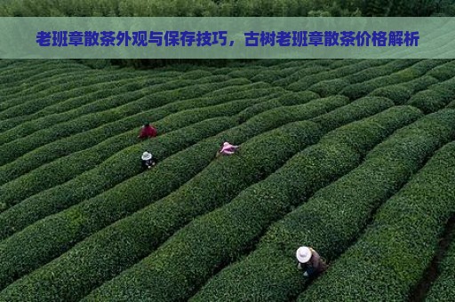 老班章散茶外观与保存技巧，古树老班章散茶价格解析