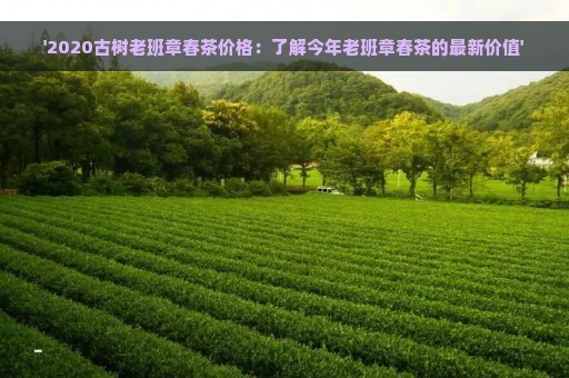 '2020古树老班章春茶价格：了解今年老班章春茶的最新价值'