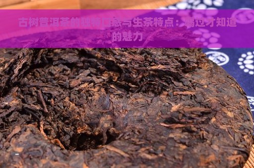 古树普洱茶的独特口感与生茶特点：喝过才知道的魅力