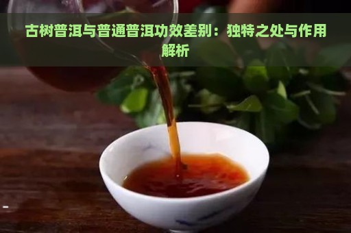 古树普洱与普通普洱功效差别：独特之处与作用解析