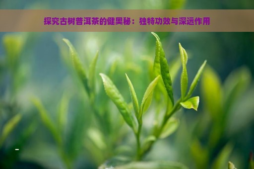 探究古树普洱茶的健奥秘：独特功效与深远作用