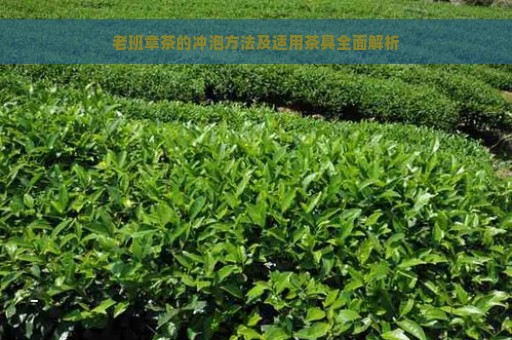 老班章茶的冲泡方法及适用茶具全面解析