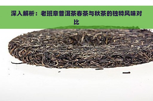 深入解析：老班章普洱茶春茶与秋茶的独特风味对比