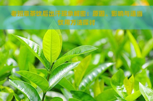 老班章茶饮后出汗现象解密：原因、影响与适当饮用方法探讨