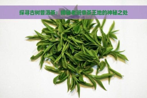 探寻古树普洱茶：揭秘老班章茶王地的神秘之处