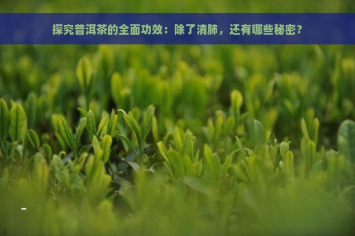 探究普洱茶的全面功效：除了清肺，还有哪些秘密？