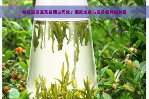 老班章普洱茶名源自何处？探究地名与茶叶品种的关系